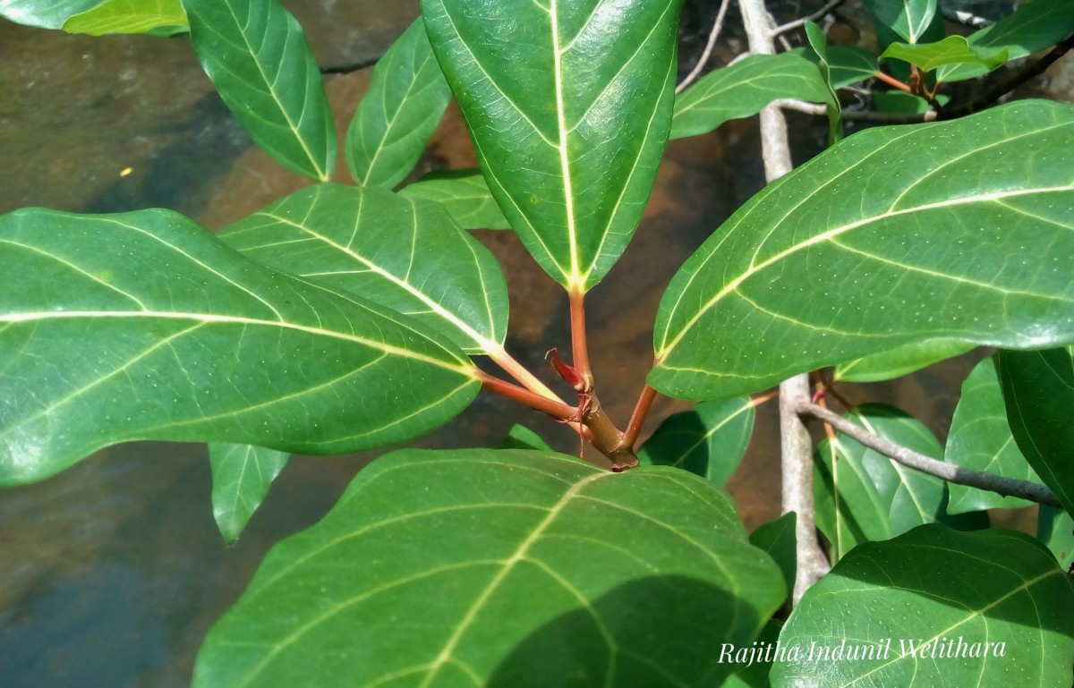 Ficus racemosa L.